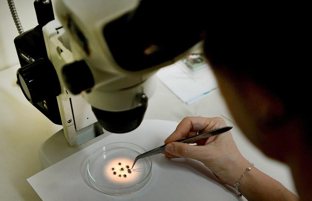 Campinas registra 1ª morte por febre maculosa em 2026 e alerta sobre período de maior risco