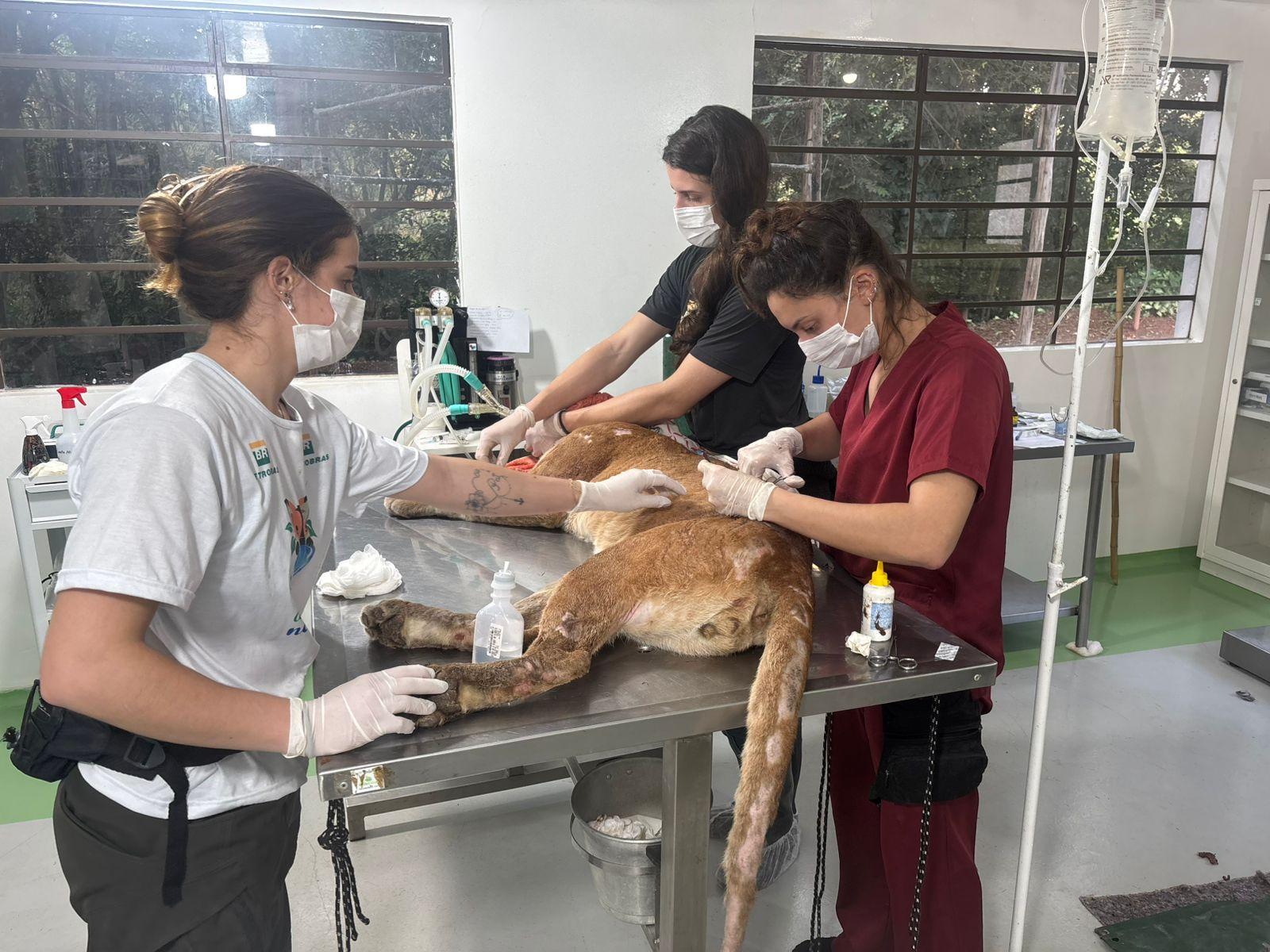Volta para a natureza onça parda resgatada numa armadilha de laço de aço em Bragança Paulista 