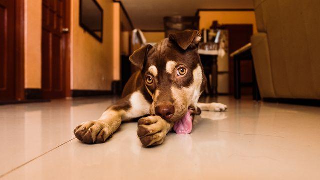 Cachorro lambendo a pata? Como brinquedos recheáveis ajudam a reverter esse hábito