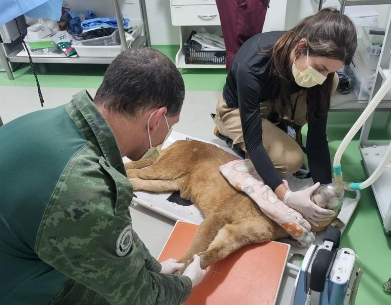 Guardas Ambientais de Valinhos participam de treinamento especializado em contenção de felinos