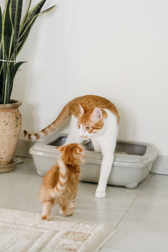 O que a cor e o aspecto das fezes do gato dizem sobre a saúde dele?