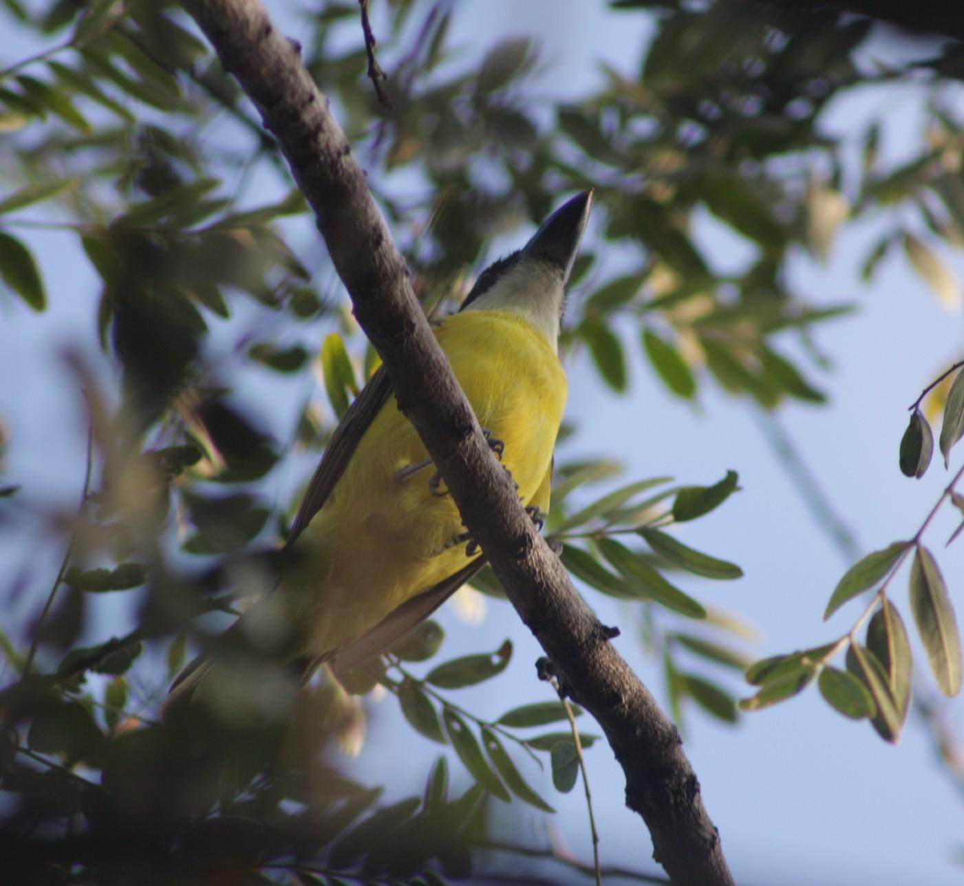 Projeto De Olho nos Rios promove capacitação de agentes ambientais em Jundiaí com oficina de observação de aves