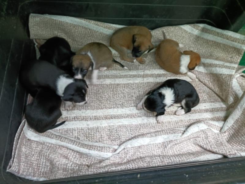 Valinhos reforça fiscalização e conscientização após novos abandonos de animais