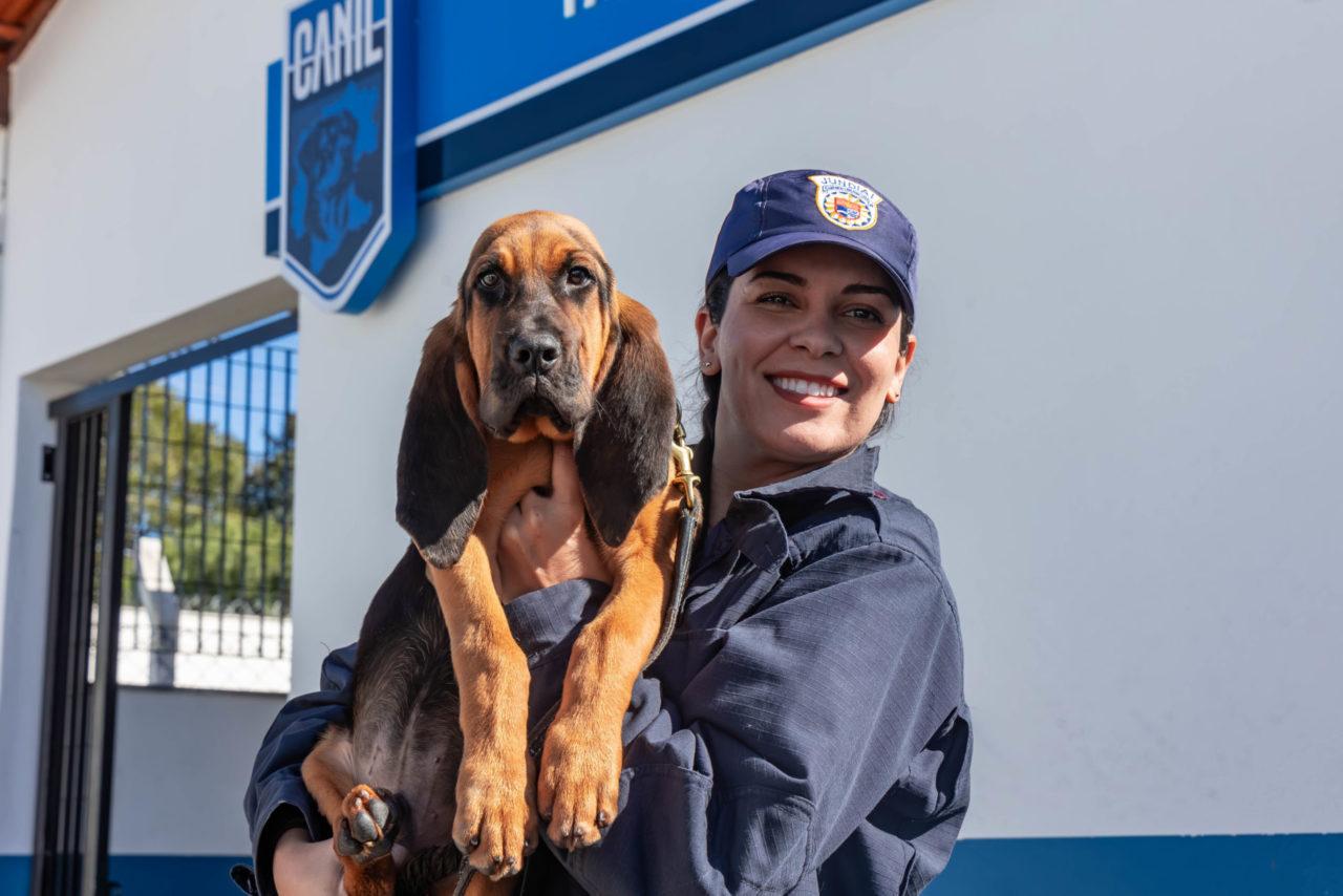 Canil da GM de Jundiaí recebe o cão K9 Kronos, especializado em busca de pessoas desaparecidas