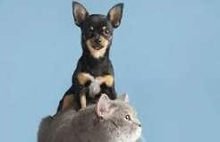 Como cuidar dos pets em períodos de tempo seco