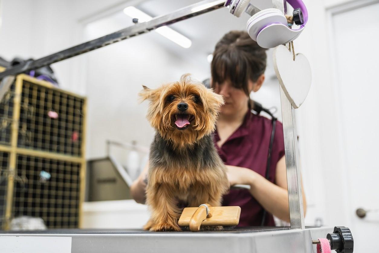 Cuidados com a saúde animal ganham destaque com avanço de zoonoses