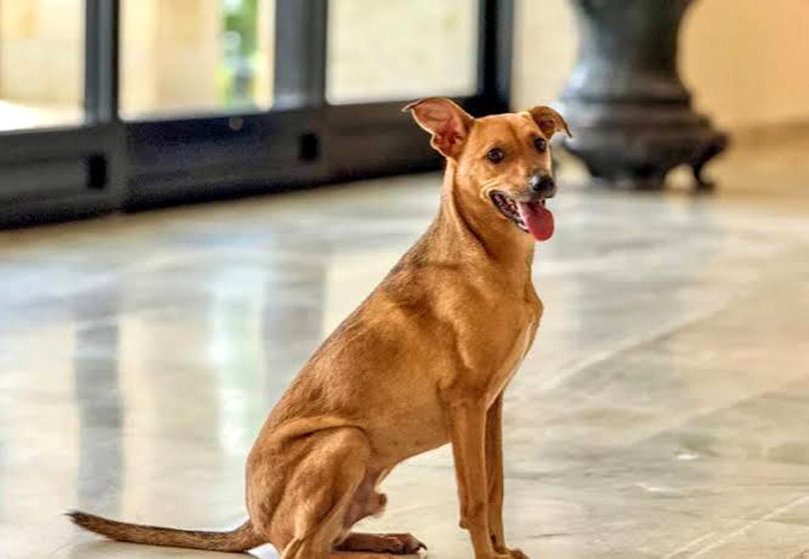 Denúncias de maus-tratos a animais podem ser feitas pela internet com segurança e sigilo em São Paulo