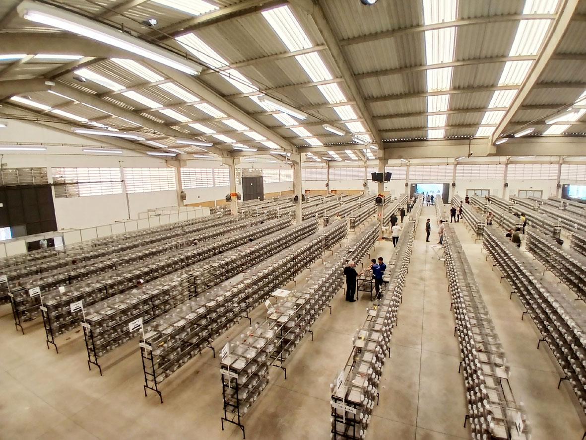 Expoaves 2026 segue neste fim de semana após abertura no feriado