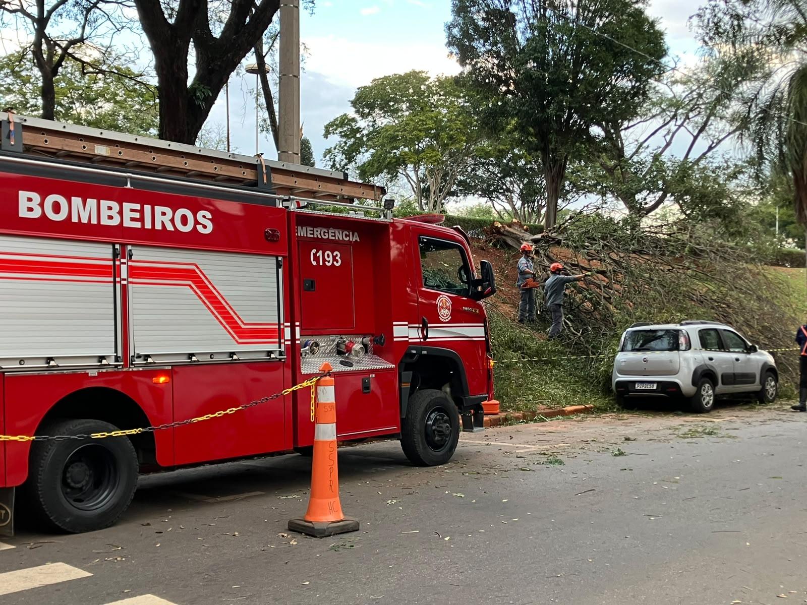 Rajada de vento forte causa queda de árvores em três cidades da região