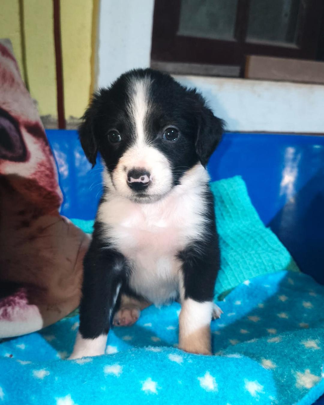 Dia 29 de agosto tem Feira de Adoção de Animais no Maxi Shopping Jundiaí 