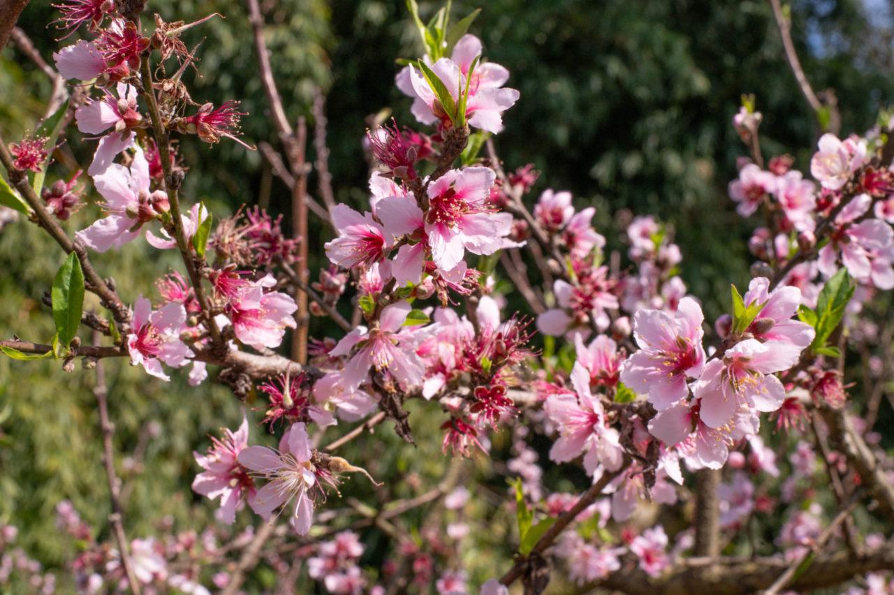 Entre flores e frutos, pêssego colore as propriedades rurais de Jundiaí