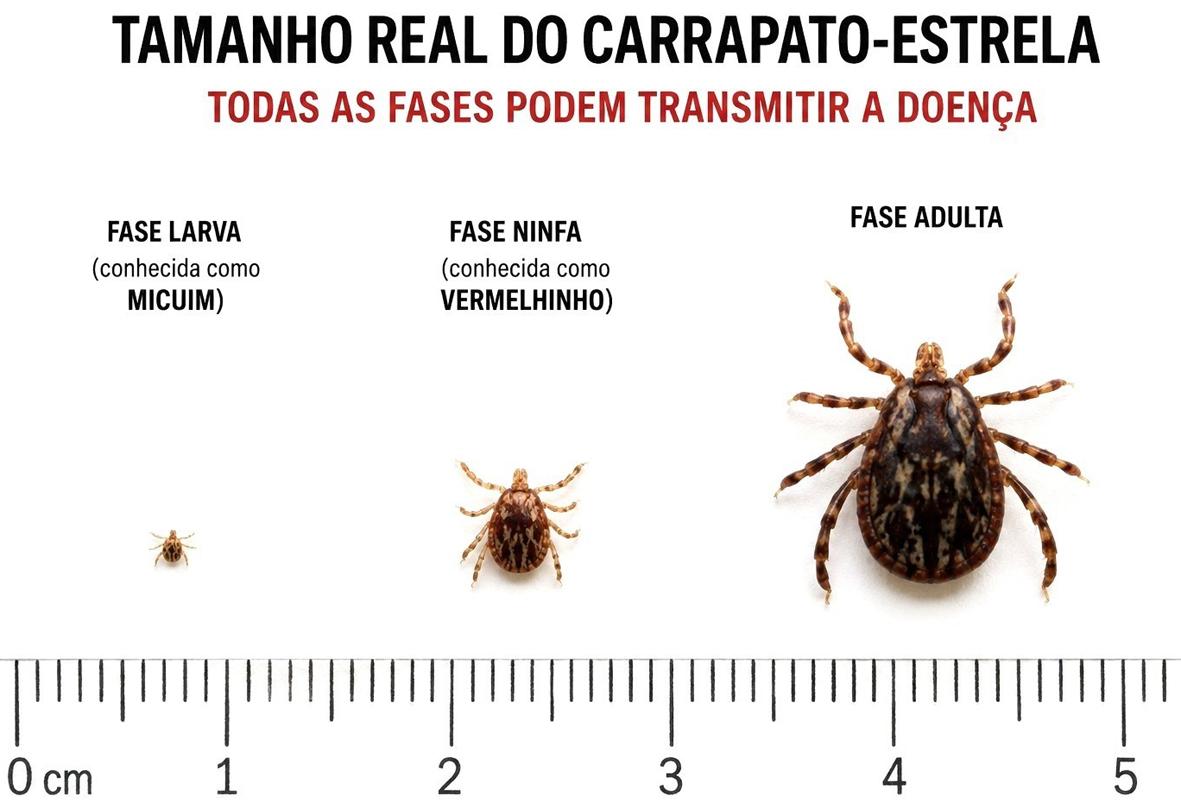 Estiagem aumenta alerta para febre maculosa em Itatiba