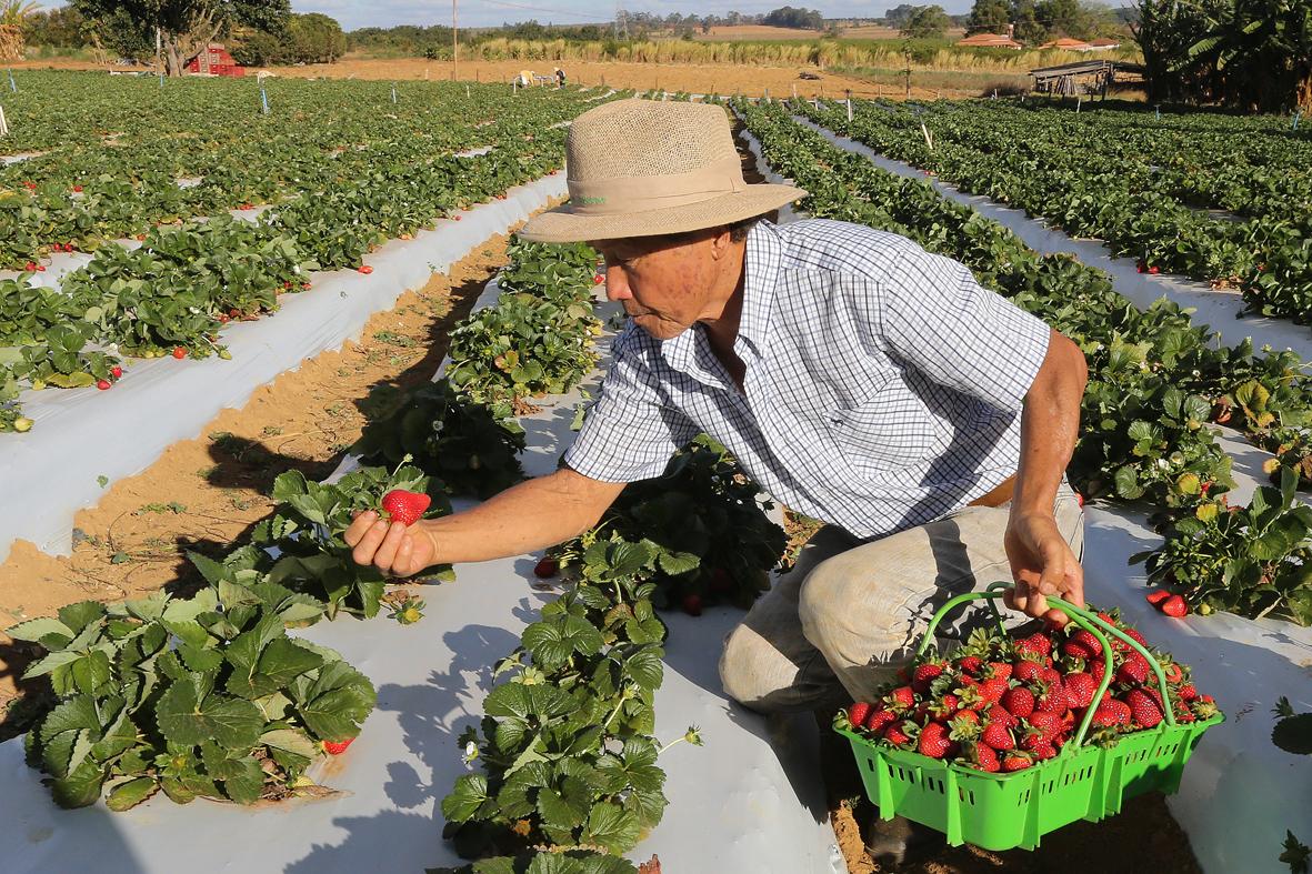Falta de mão de obra já ameaça produção de frutas, legumes e verduras no Brasil