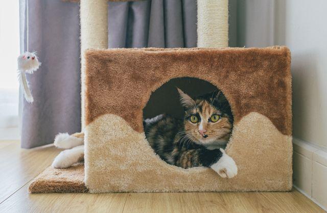 Gato que vive em apartamento: quais brinquedos podem enriquecer o ambiente?