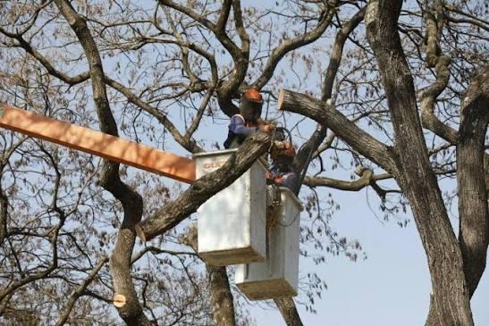 Por que as árvores caem nas tempestades? Especialistas apontam podas inadequadas e falta de manejo como principais causas
