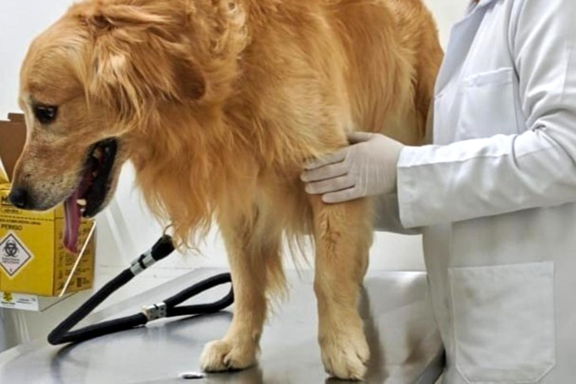 Jovem é preso em flagrante por maus-tratos a cachorro em Itatiba