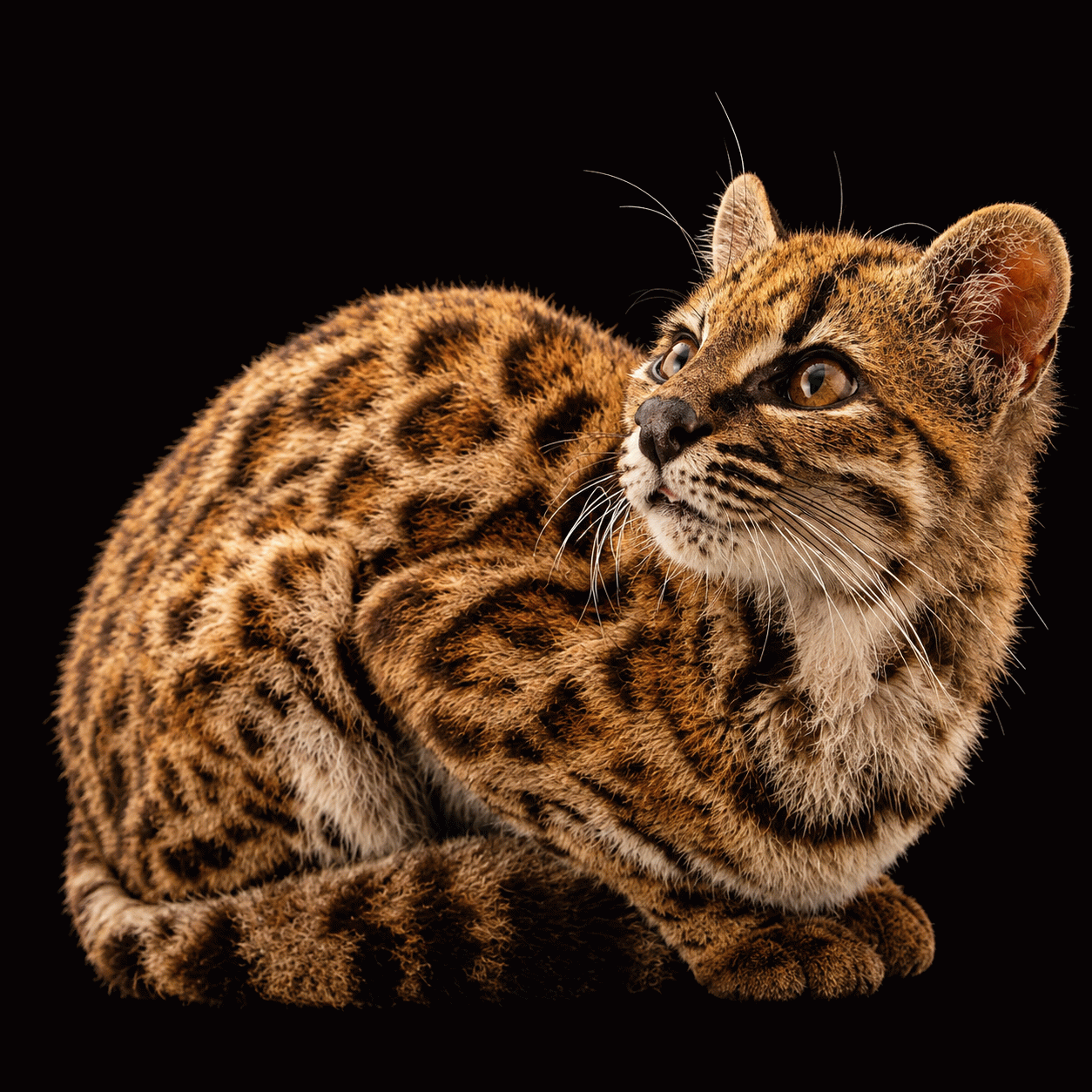 Descubra a primeira nova espécie de felino descoberta na Bolívia em um século