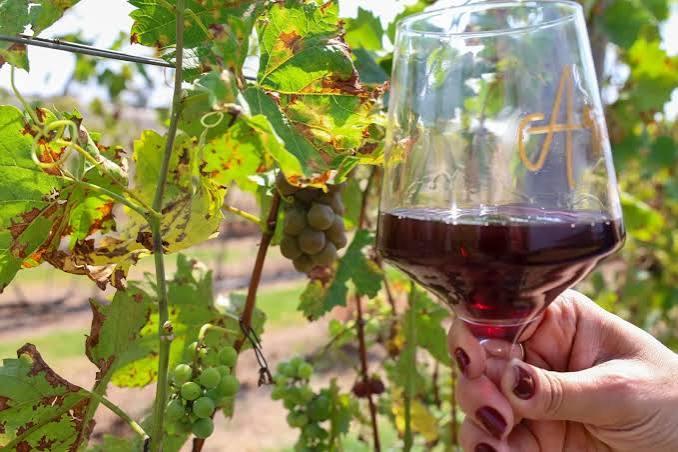 Dia Nacional do Enólogo: SP concentra 26% do consumo nacional de vinho