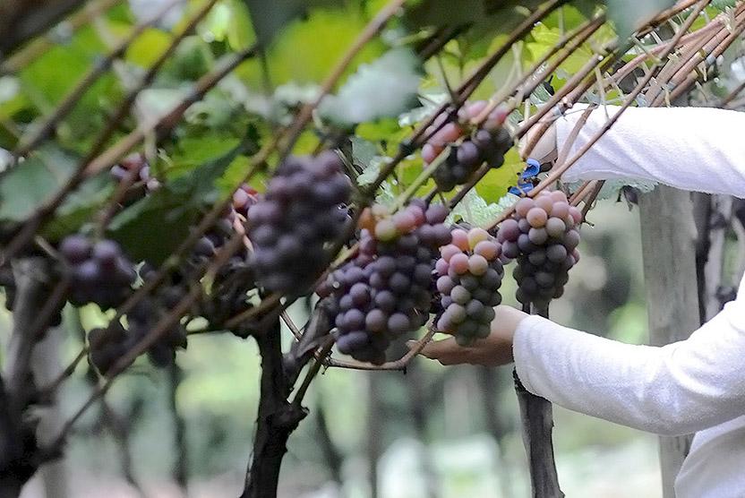 Jundiaí destina R$ 1,5 milhão a produtores que investem em preservação ambiental